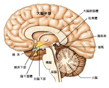 下視丘功能口訣|下視丘：掌管你身心機能的神秘基地